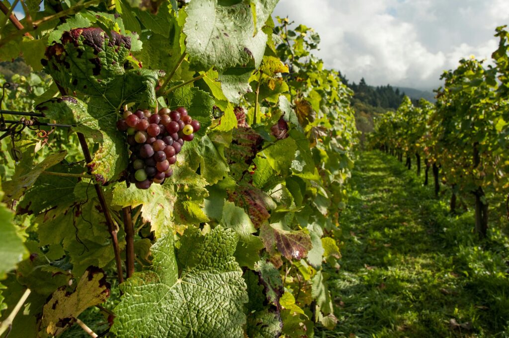 red wine grapes on a vine at a winery